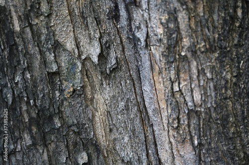 Old tree bark, close-up