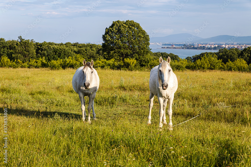 Naklejka premium Two white horses in green field feeling good and free together.