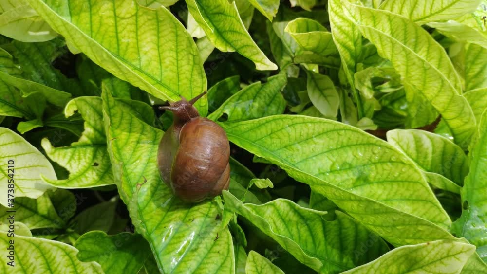 on brown snail on the green gardenia leaf in summer afternoon in the garden on brown snail on the green gardenia leaf in summer afternoon in the garden