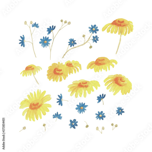 Set of tiny blue flowers and yellow chamomiles isolated on white background. Watercolor hand drawing illustration of summer design. Perfect for print, scrapbooking, embroidery.