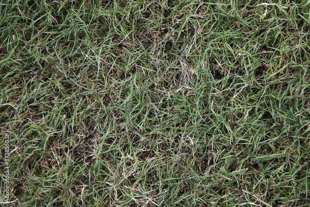 Grass Grass