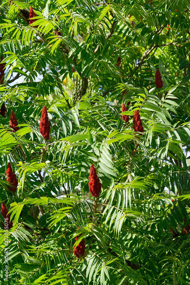 Red blossom of Blooming sumac vinegar tree, Rhus typhina, close-up in sunny summer day.