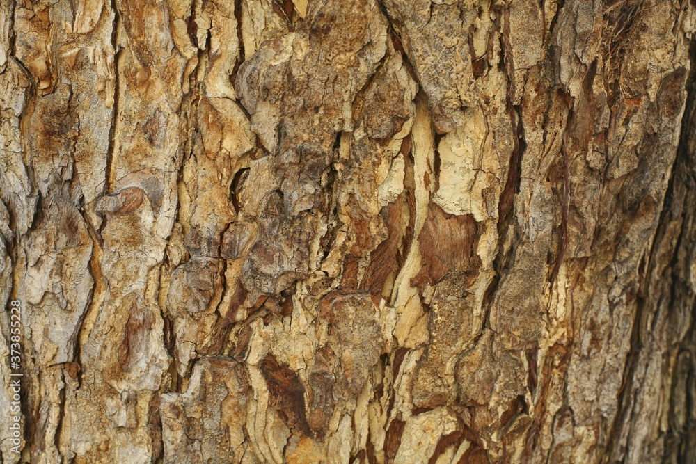 Tree bark