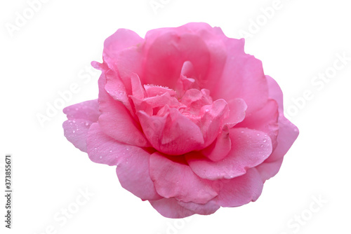 pink rose isolated on white