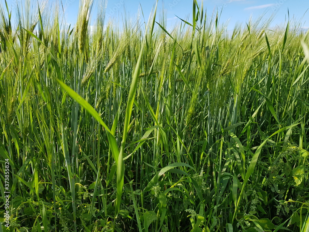 Obraz premium green summer pasture grass closeup