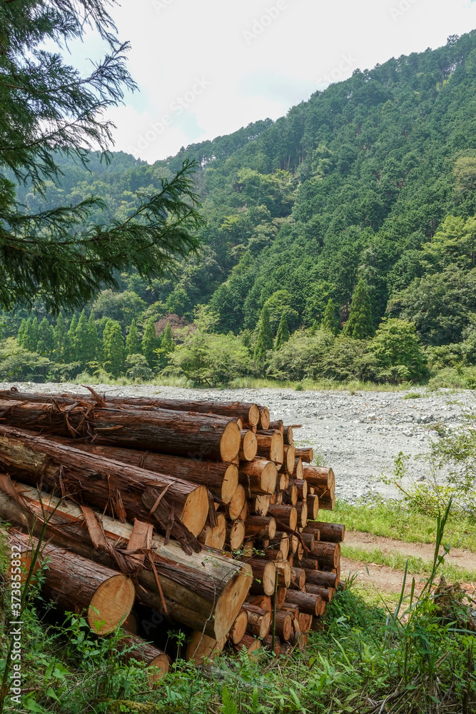 伐採された杉