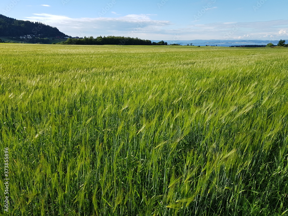 summer pasture farmland in southern Norway