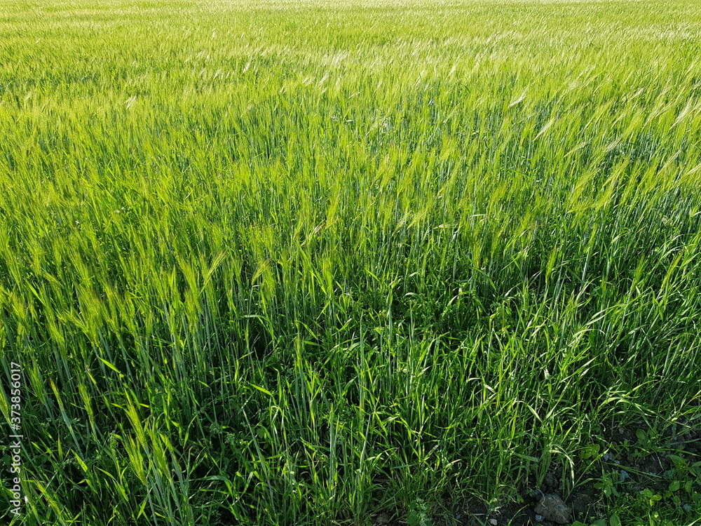 Fototapeta premium green summer pasture grass closeup