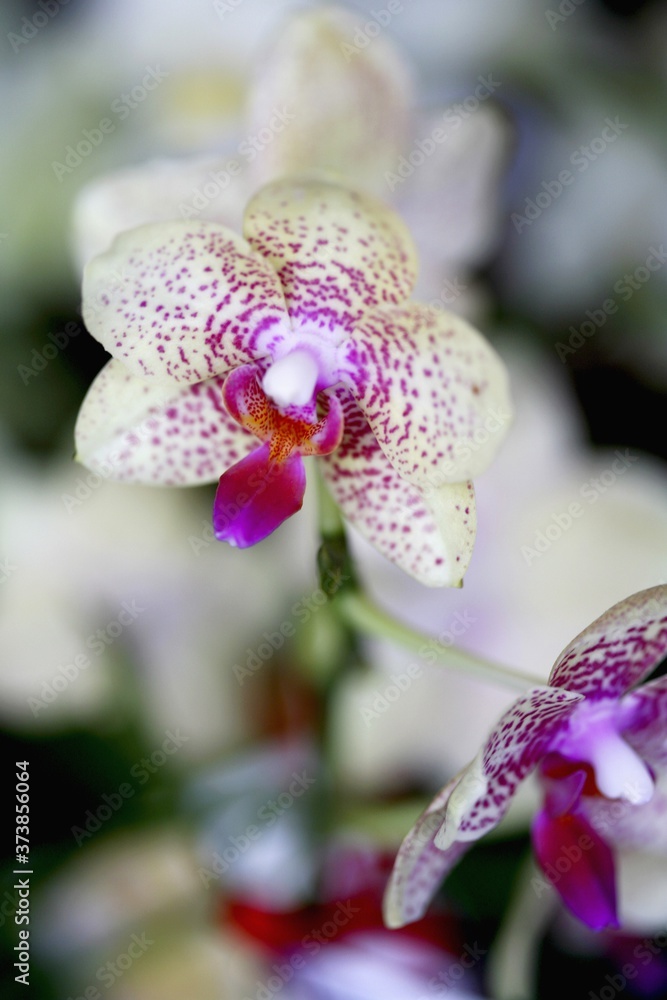 Obraz premium Orchid