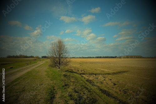 Small tree near a dirt road in a field. Spring landscape. Vignette.