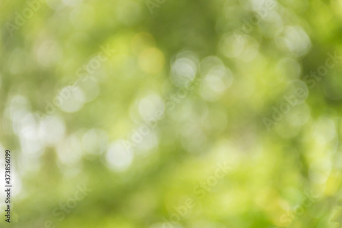 Blurred background of green leaves.