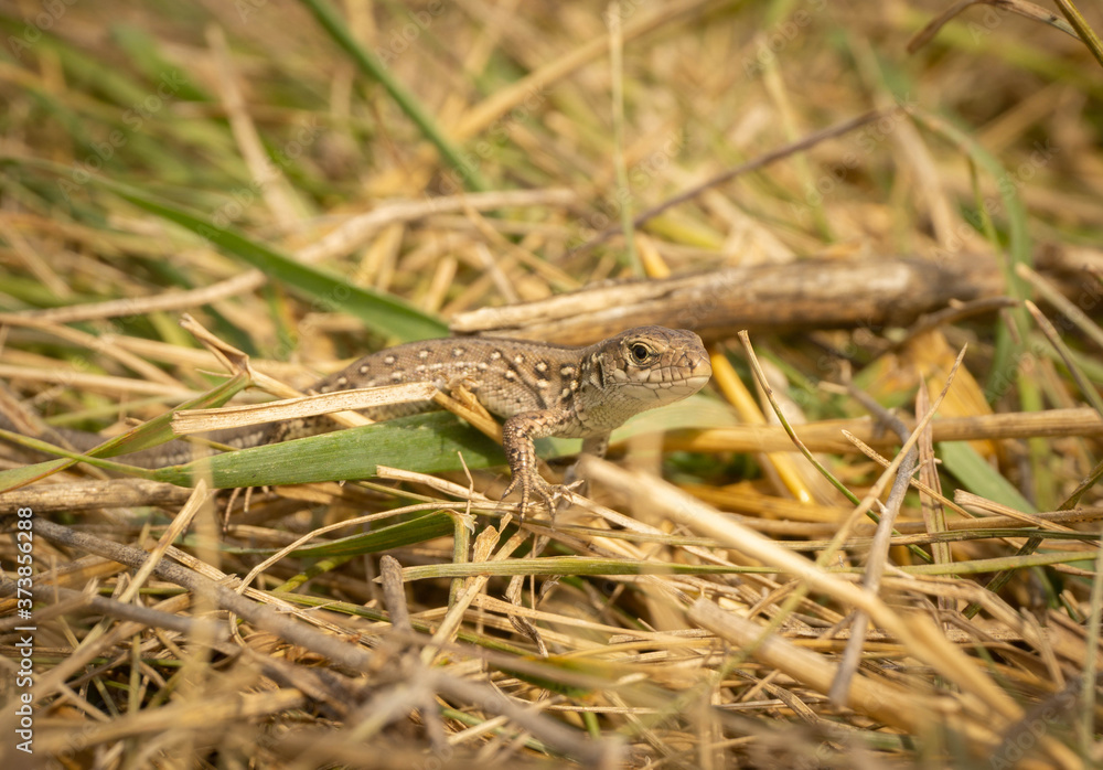 Fototapeta premium brown lizard basking in the sun, summer day