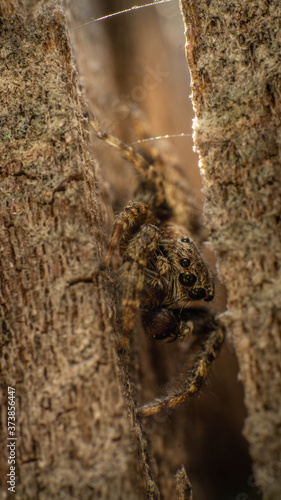 spider with big green eyes in a tree stump, summer day