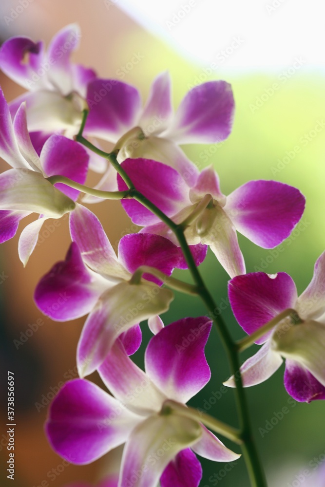 Orchid Orchid