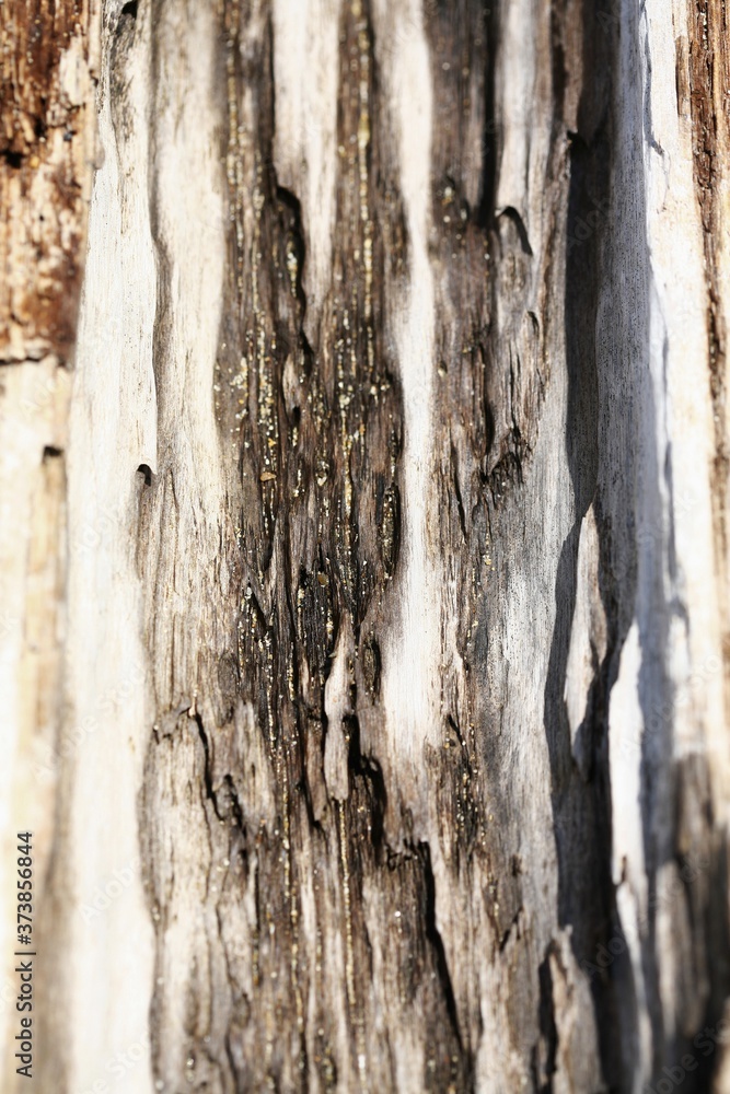 Obraz premium Close-up of tree bark