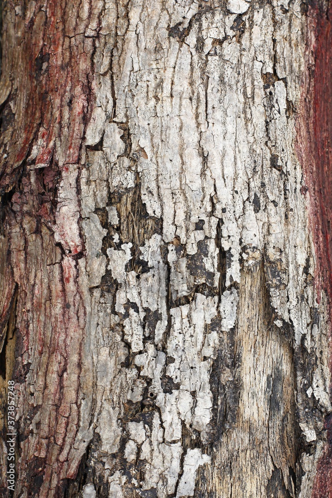 Tree bark Tree bark