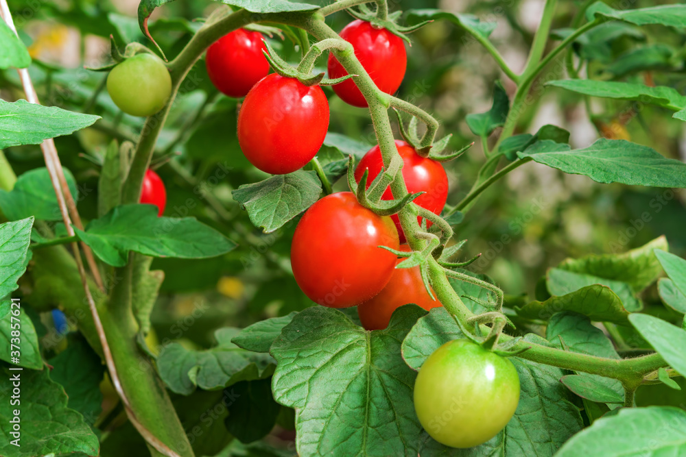 Red tomatoes on a branch in the garden close up Red tomatoes on a branch in the garden close up