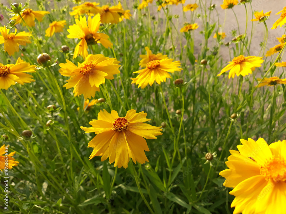 Golden-Wave flower on nature background Golden-Wave flower on nature background