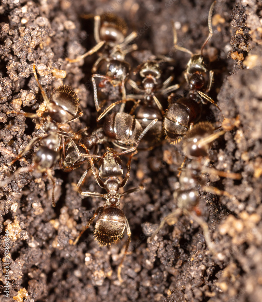 Ants crawl on the ground.