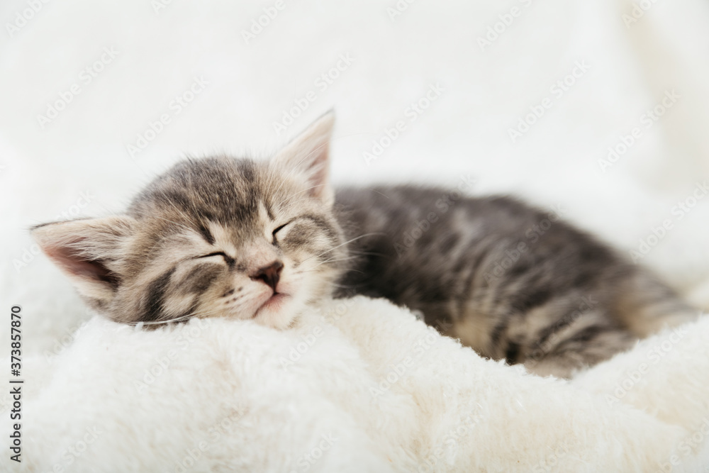 Striped tabby kitten sleeping on white fluffy plaid Closeup. Portrait of beautiful fluffy gray kitten. Cat, animal baby, kitten lies in bed.