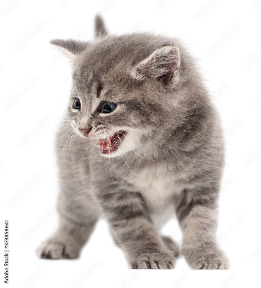 Obraz premium Little fluffy kitten isolated on a white