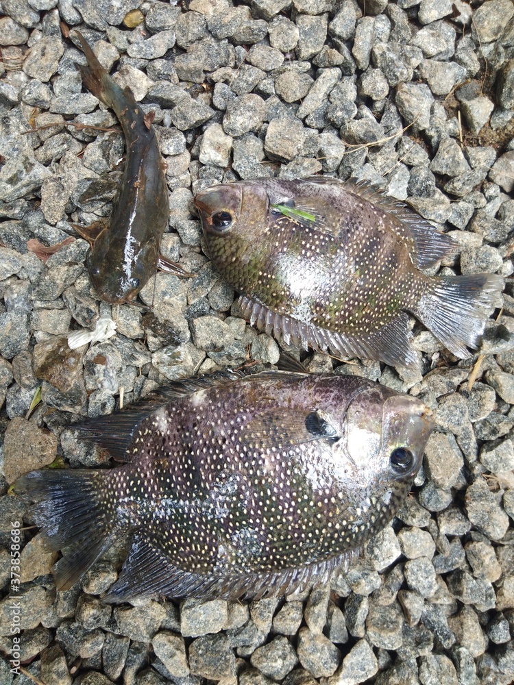 fish in the water fish in the water