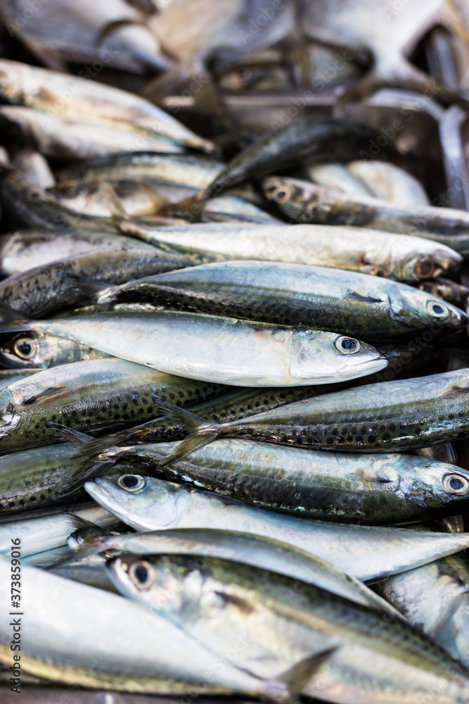 Fresh Sardines in the Farmer's Market Fresh Sardines in the Farmer's Market
