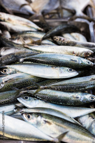 Fresh Sardines in the Farmer's Market © Monica Jiandani
