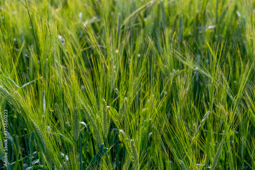 Yellow and green wheat field and sunny day. Ripe yellow wheat ears in the farm land Yellow and green wheat field and sunny day. Ripe yellow wheat ears in the farm land