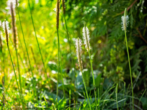 Grass with spikelets in a meadow on a sunny summer day in the rays