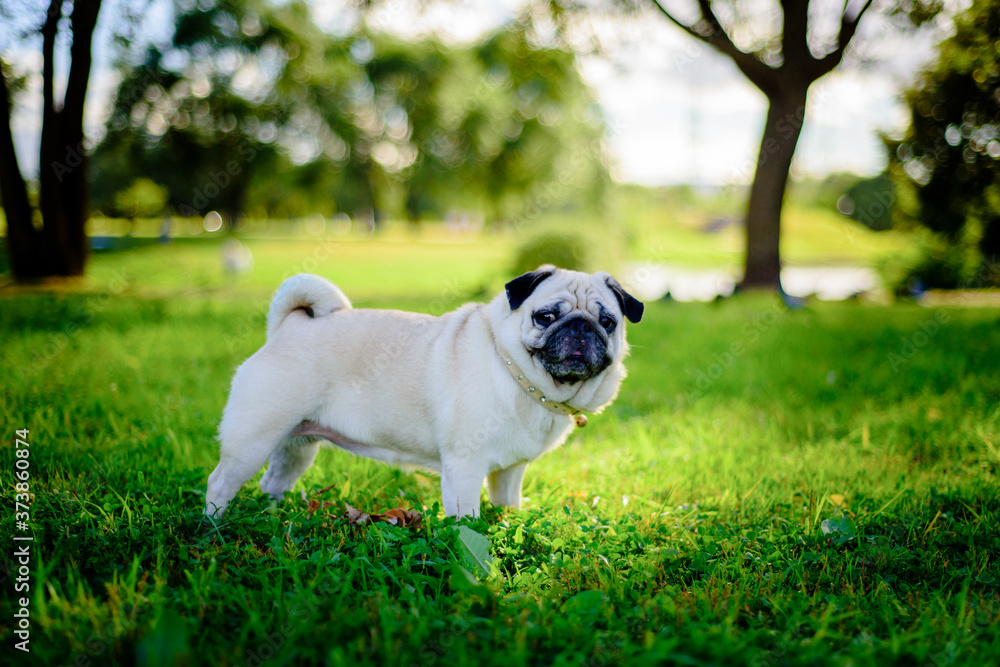 A beautiful fawn colored pet in the Park on the green grass on a Sunny warm summer day A beautiful fawn colored pet in the Park on the green grass on a Sunny warm summer day