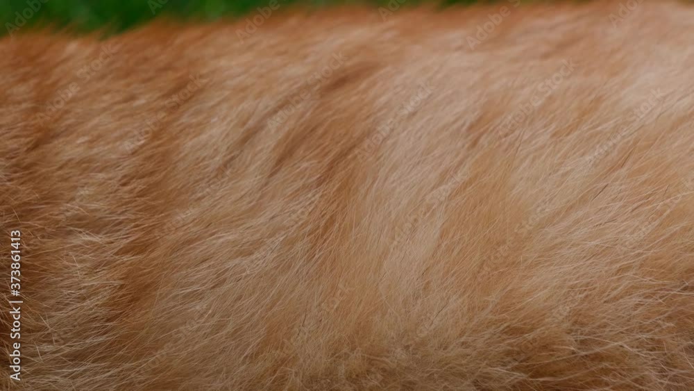Close up of body of orange / red haired cat lying in the grass. The body is moving up and down in the rythm of breathing Close up of body of orange / red haired cat lying in the grass. The body is moving up and down in the rythm of breathing