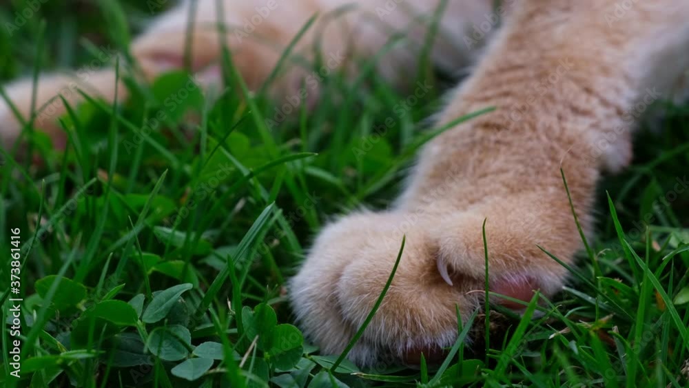 Close up paw and claws of orange / red haired cat lying the grass performing on a summer day. The paw is slowly moving Close up paw and claws of orange / red haired cat lying the grass performing on a summer day. The paw is slowly moving