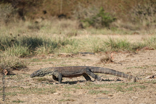 Komodo Dragon, Komodo National Park