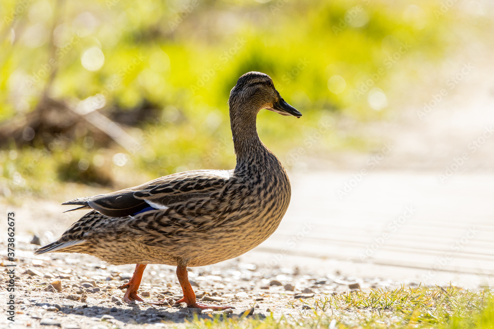 Duck crossing a trail Duck crossing a trail