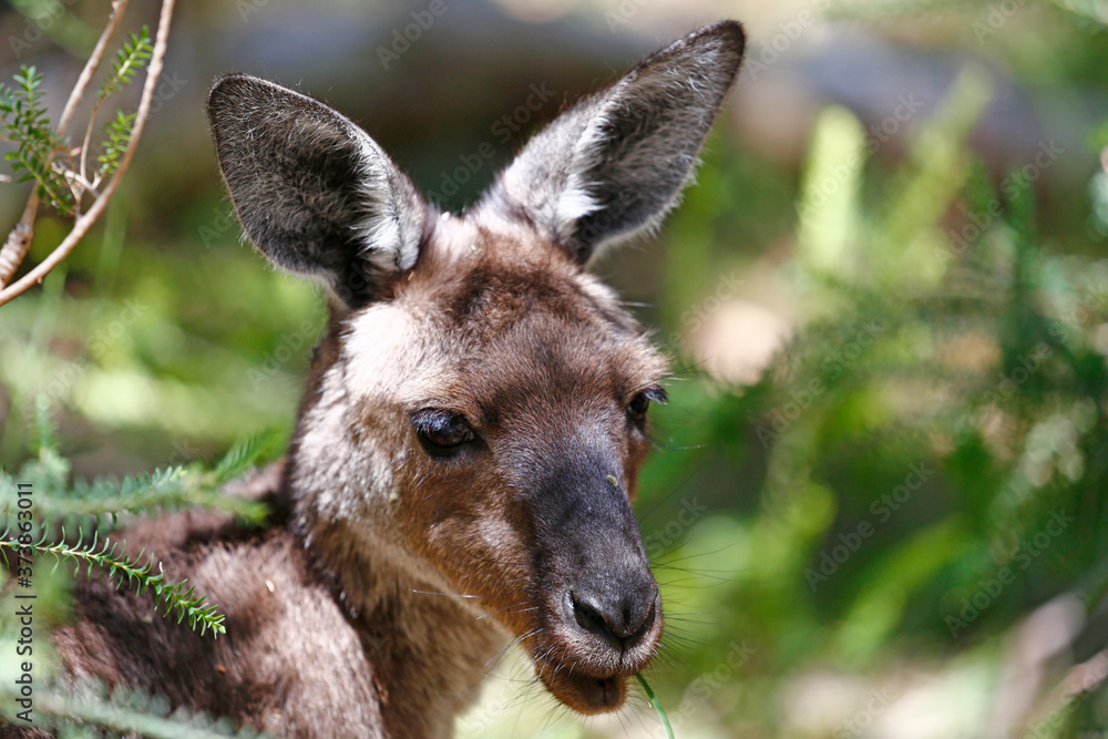 Grey Kangaroo Portrait (wild animal, taken outside Cleland Wildlife Park)