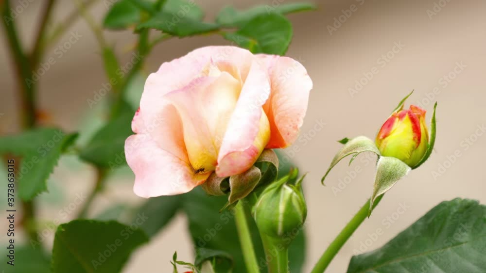 A bush of tender pink roses in the garden on a blurred background. Blooming period A bush of tender pink roses in the garden on a blurred background. Blooming period