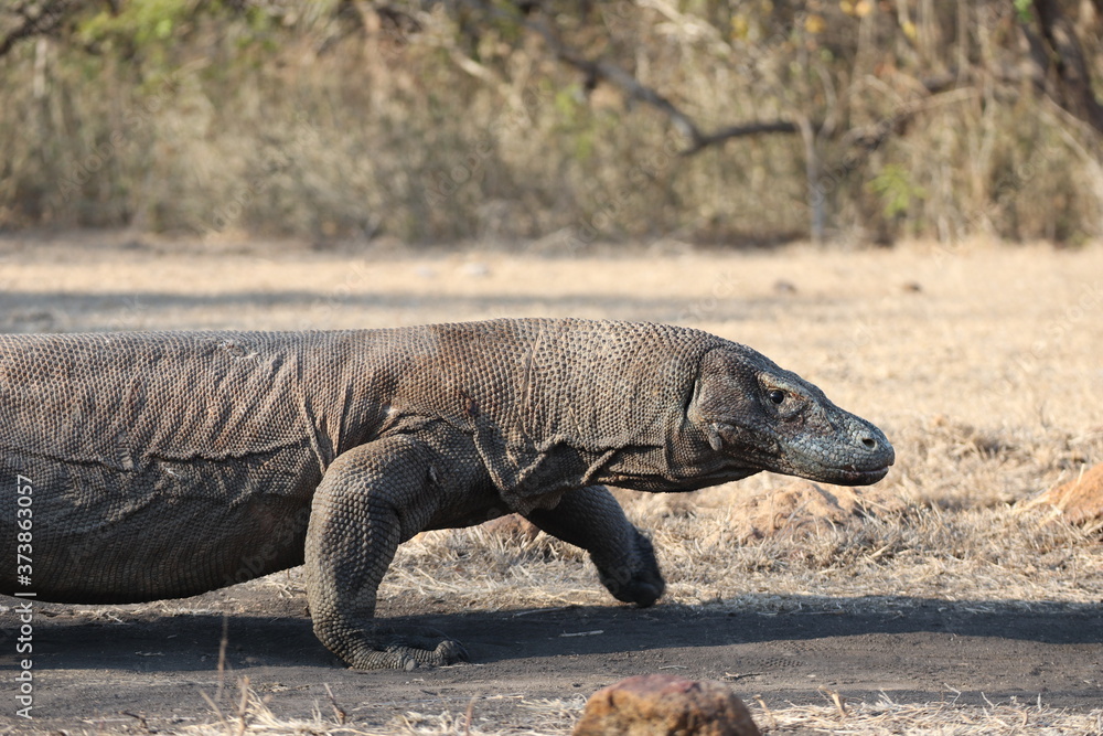 Obraz premium Komodo Dragon, Komodo National Park
