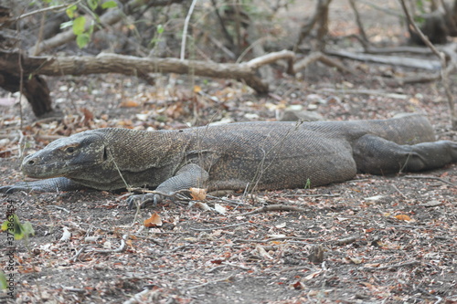 Komodo Dragon, Komodo National Park