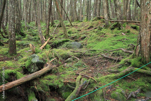 Scecery of shirakoma foresut ,japan,nagano 