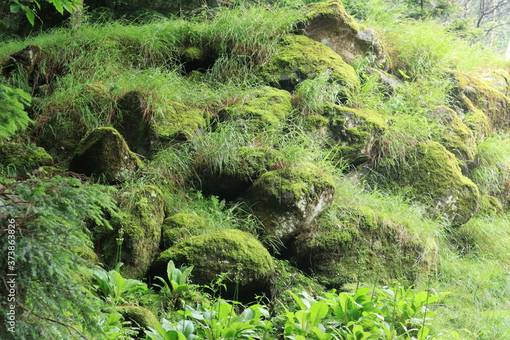 Obraz premium Scecery of shirakoma foresut ,japan,nagano 