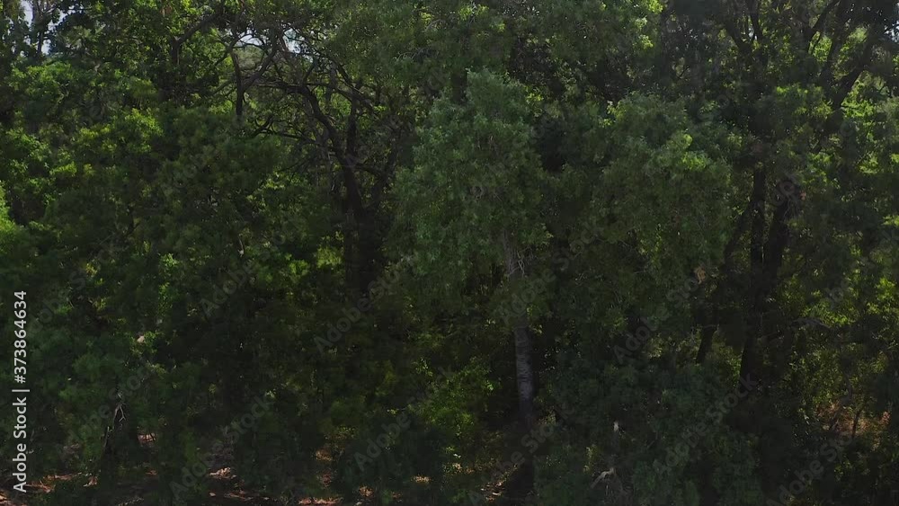 4K Aerial view over Letea Forest and sand dunes from Danube Delta Romania during a sunny day