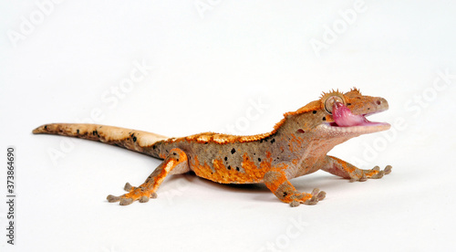 Crested gecko / Neukaledonischer Kronengecko (Correlophus ciliatus) photo