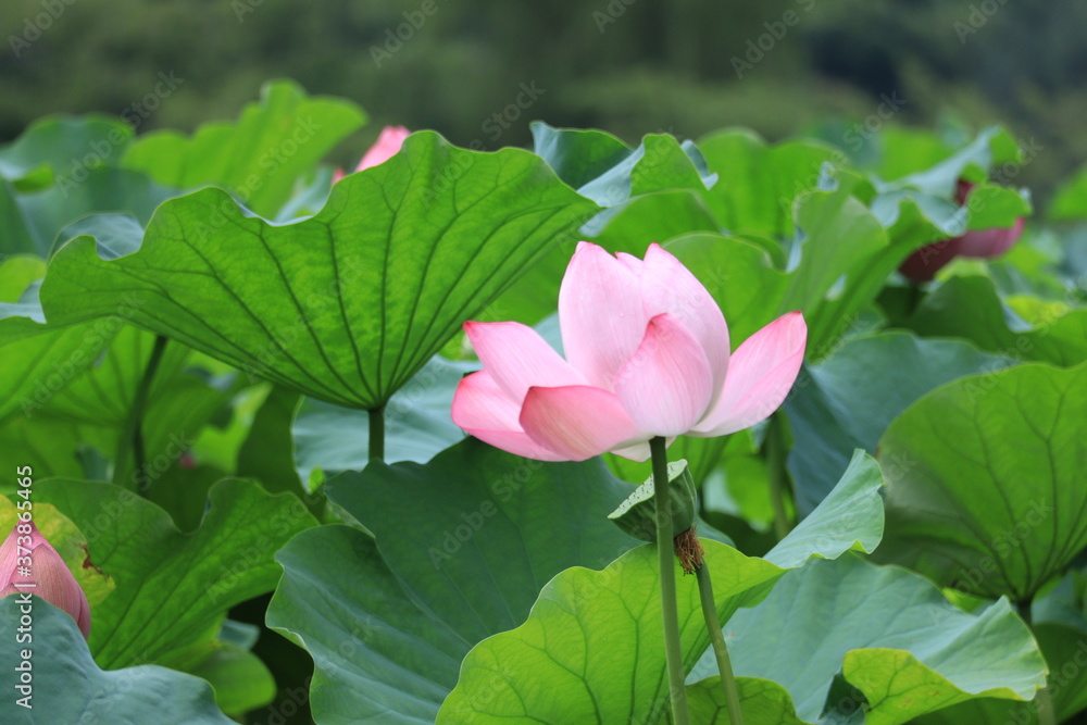 lotus in the park ,japan,tokyo
