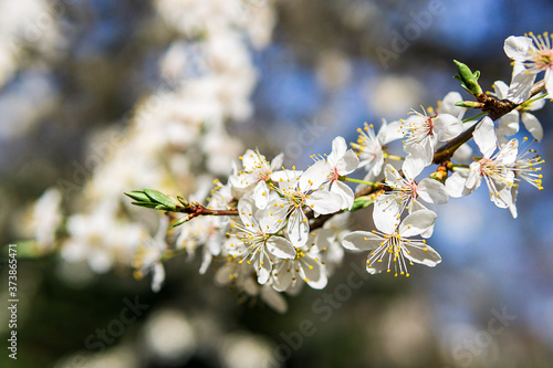 Fühlingsblüte © christianwr