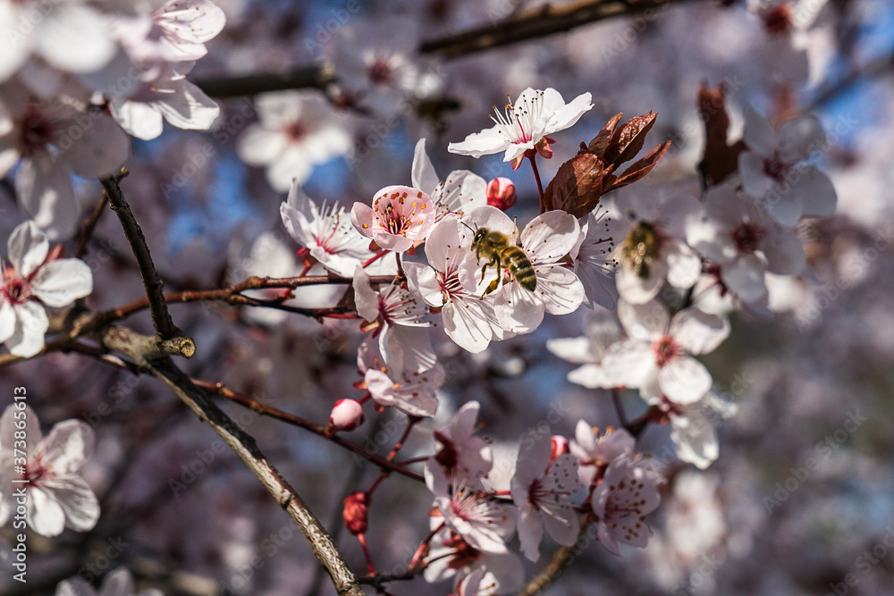 Fototapeta premium Kirschblüte im Frühling mit Biene