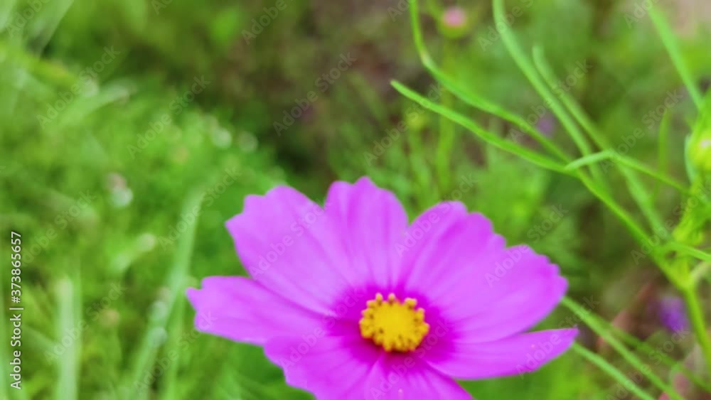 Bee collecting pollen on the pink blooming flower in the garden, Close up view, Nature concept, Macro footage, 4K video Bee collecting pollen on the pink blooming flower in the garden, Close up view, Nature concept, Macro footage, 4K video