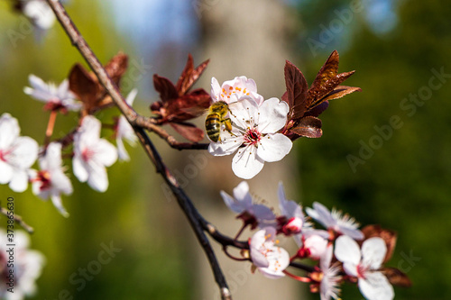 Biene im Flug an Blüte © christianwr