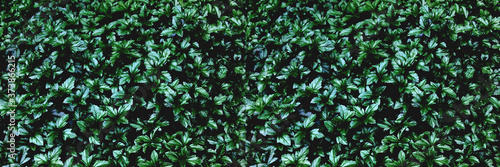 banner dark green plant background. abstract green plant leaves in dark tone.