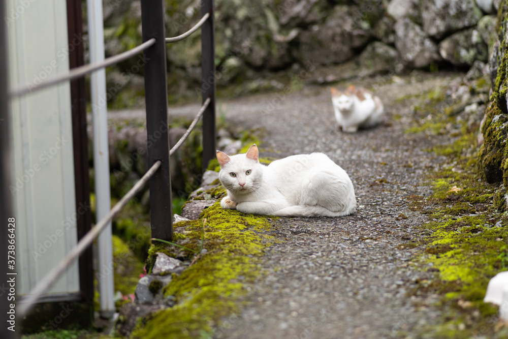 Obraz premium 路地の猫